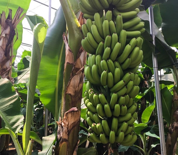 친환경 먹거리 다팜,국산 친환경 무농약 바나나